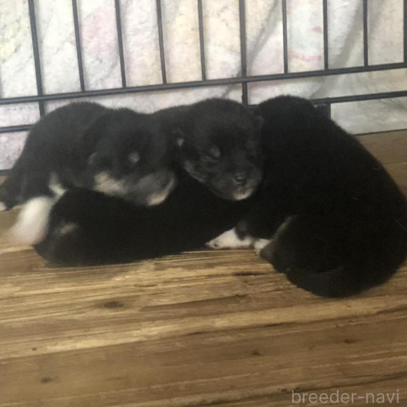 販売中の三重県の柴犬-426899の1枚目