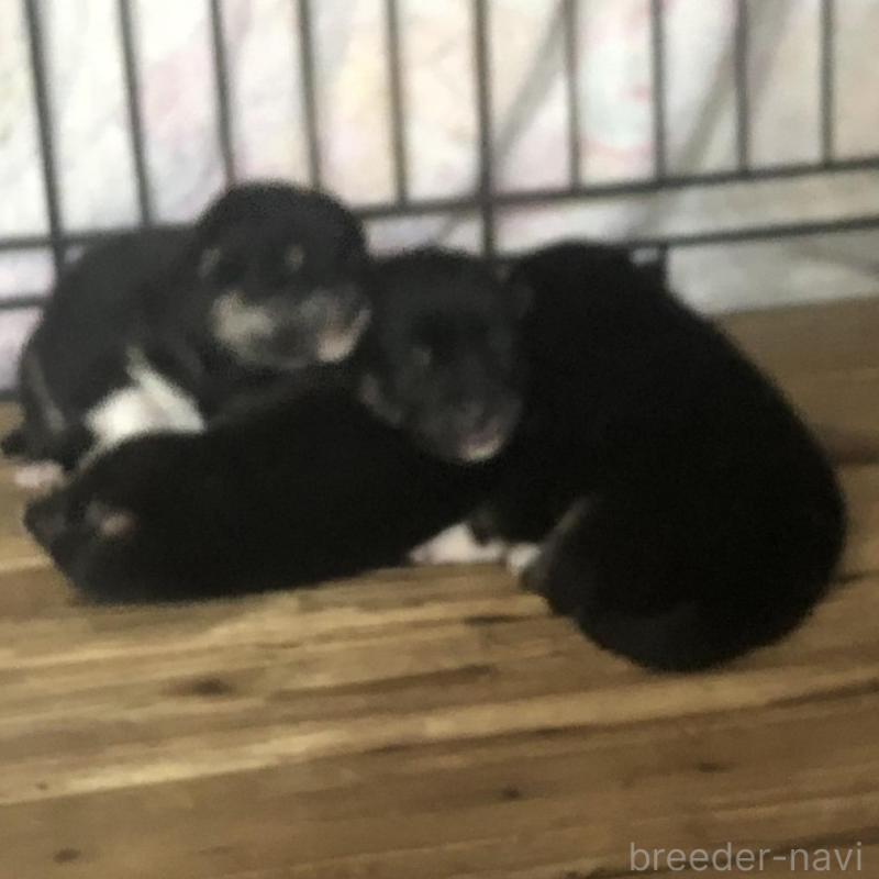 販売中の三重県の柴犬-426900の2枚目