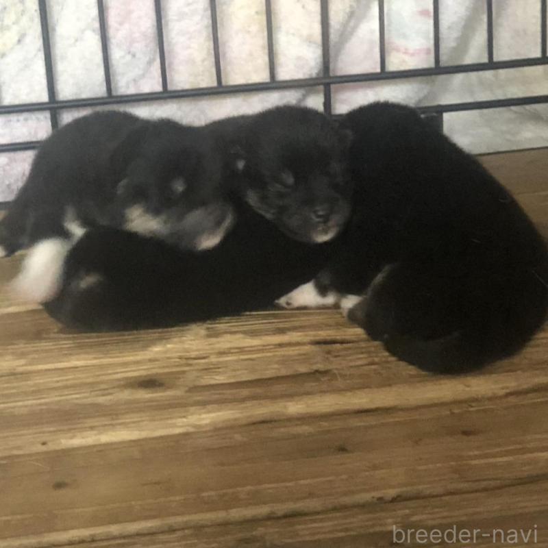 販売中の三重県の柴犬-426900