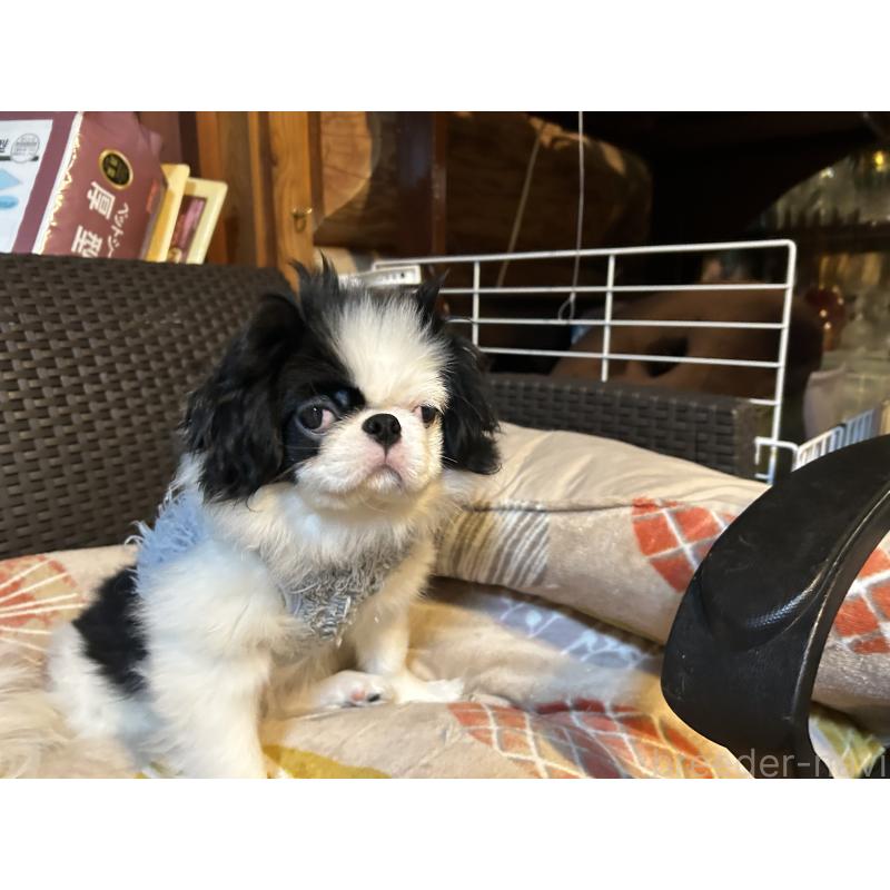 販売中の静岡県の狆 (チン)-407723の5枚目