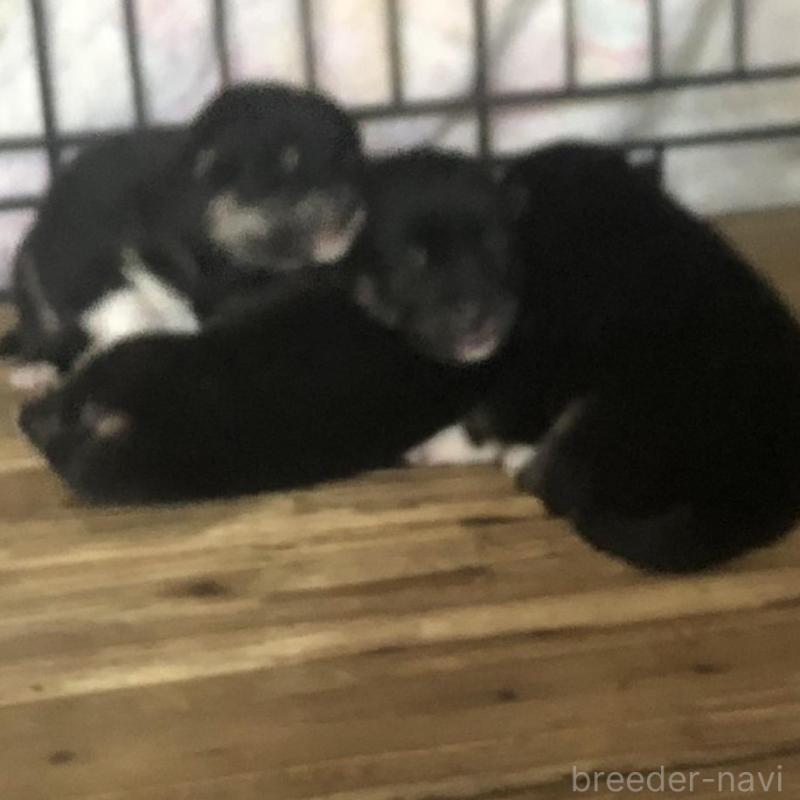 販売中の三重県の柴犬-426901の2枚目