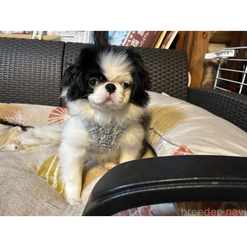 販売中の静岡県の狆 (チン)-407723の4枚目