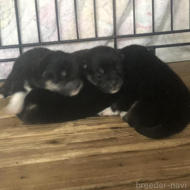 販売中の三重県の柴犬-426901