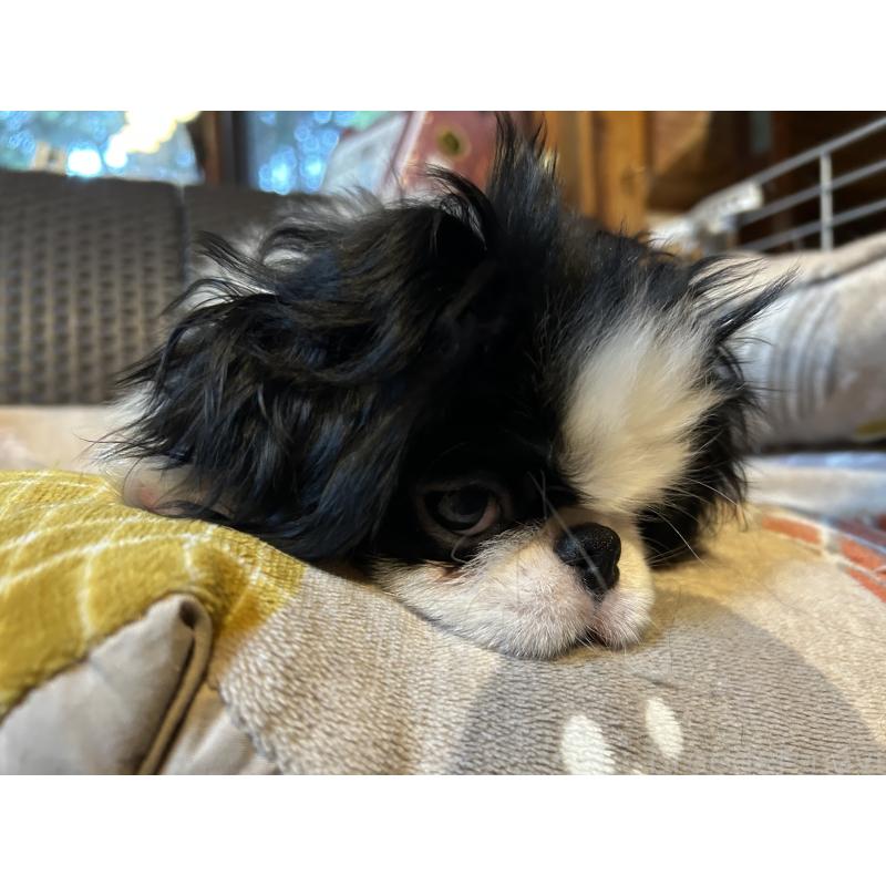 販売中の静岡県の狆 (チン)-407723の3枚目