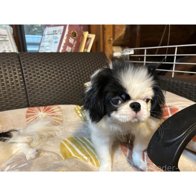 販売中の静岡県の狆 (チン)-407723の2枚目