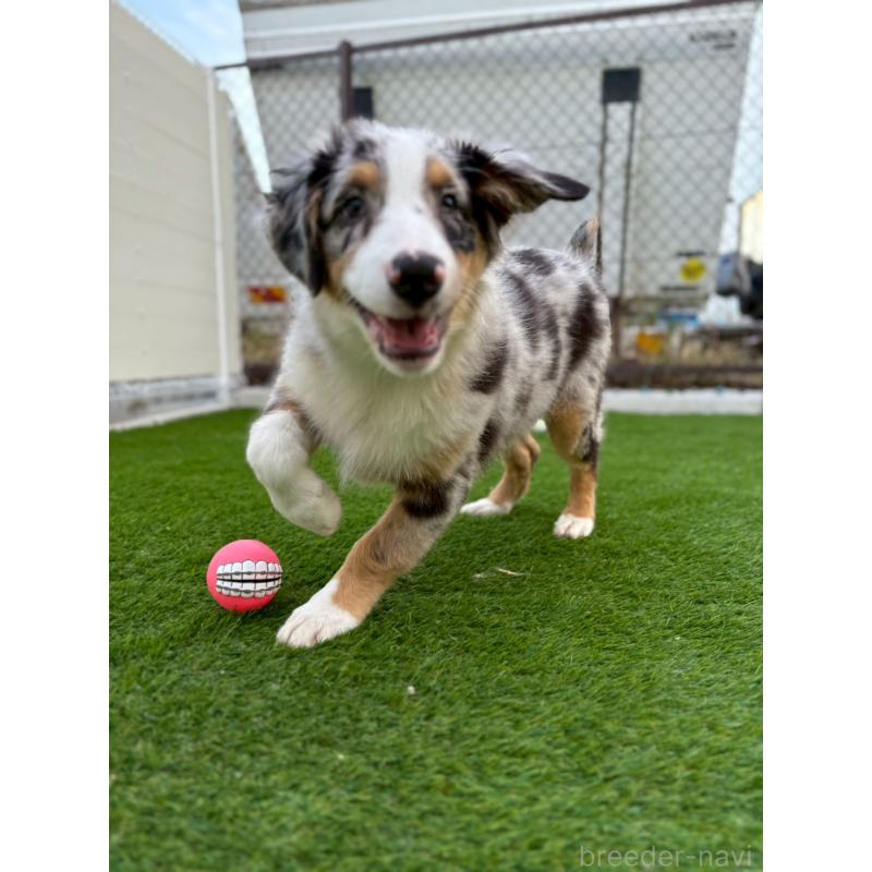 販売中の長野県のオーストラリアンシェパード-408106の5枚目
