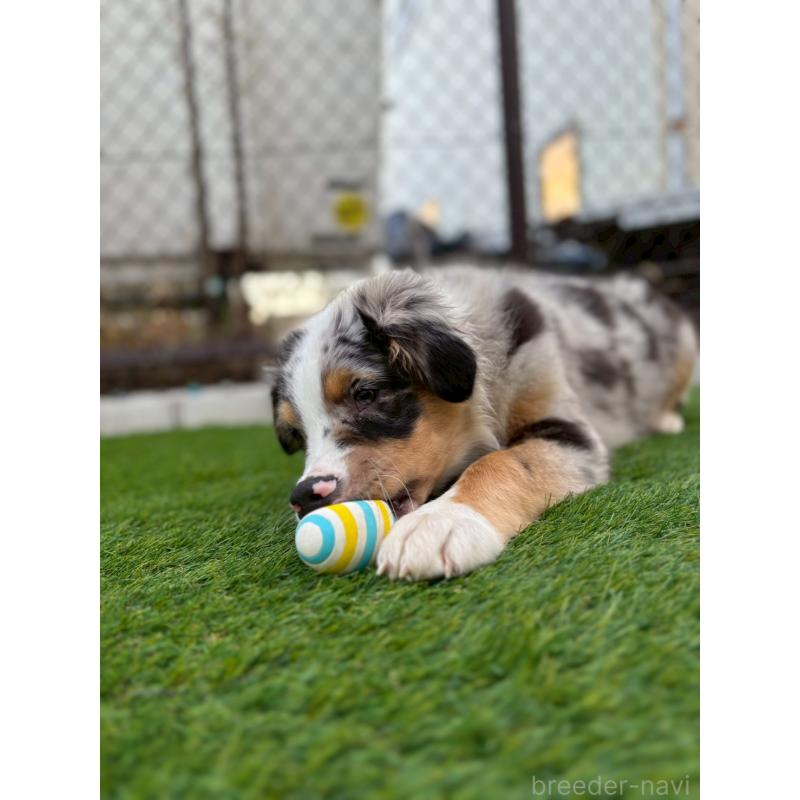 販売中の長野県のオーストラリアンシェパード-408106の4枚目