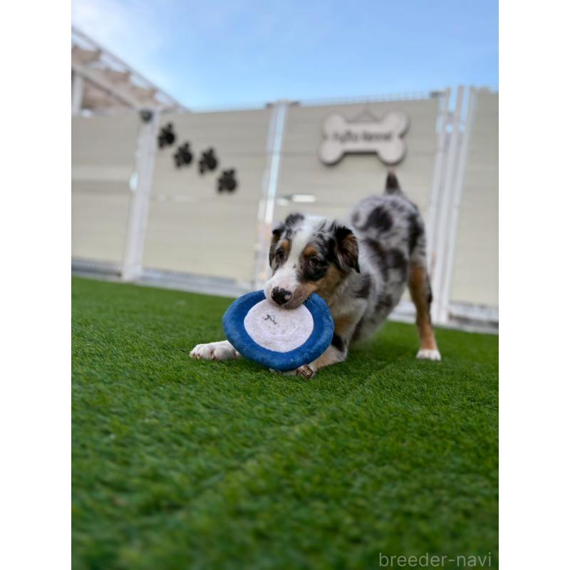 販売中ののオーストラリアンシェパード-408106