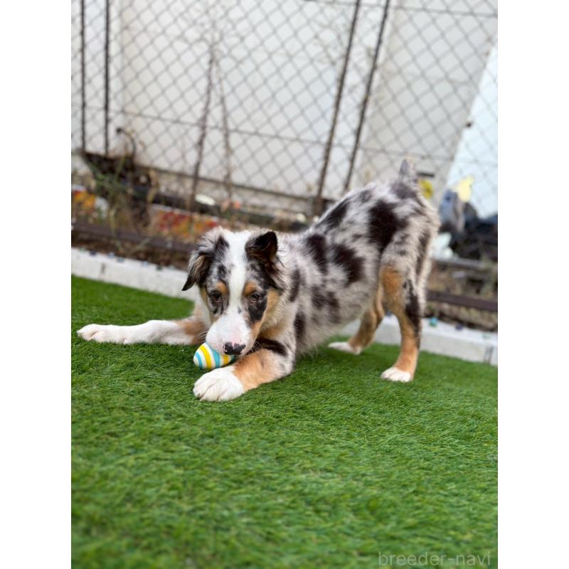 販売中の長野県のオーストラリアンシェパード-408106の3枚目