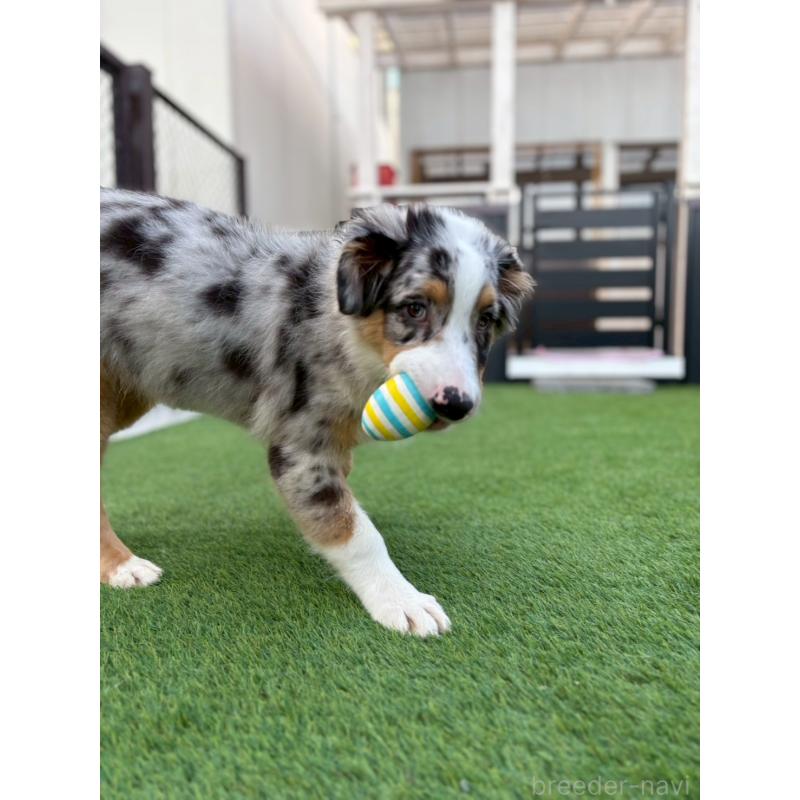 販売中の長野県のオーストラリアンシェパード-408106の2枚目