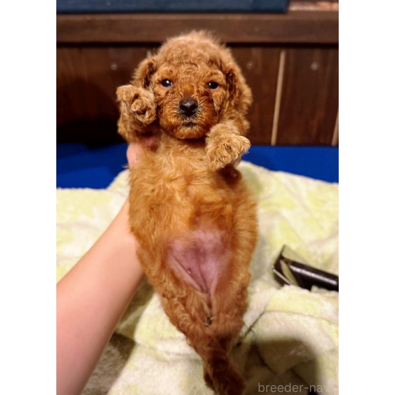 販売中の茨城県のトイプードル-426904の3枚目