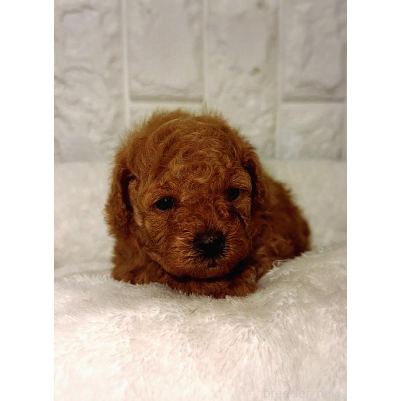 販売中の茨城県のトイプードル-426904の2枚目