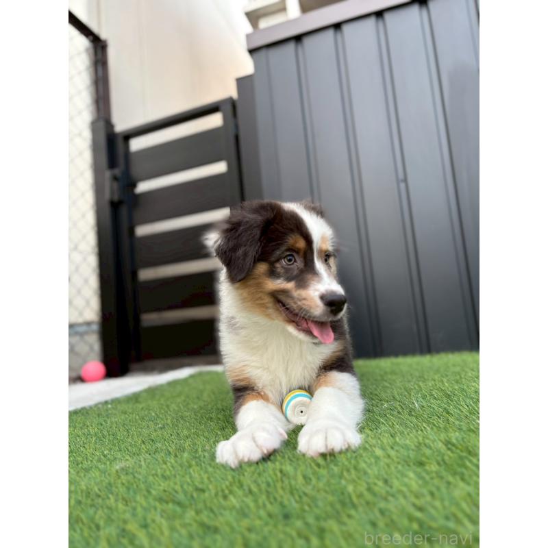 商談中の長野県のオーストラリアンシェパード-413857の14枚目