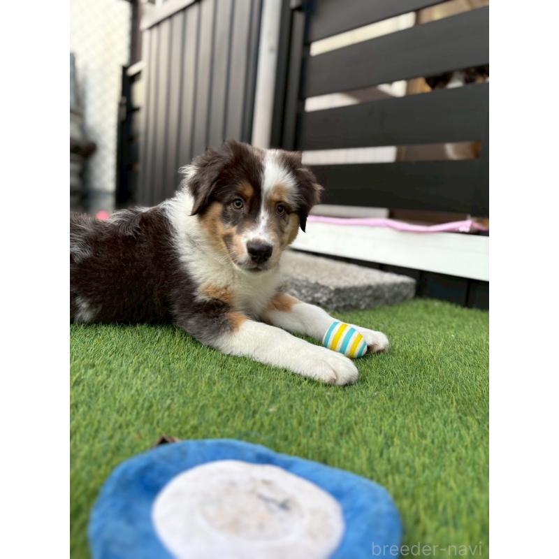 商談中の長野県のオーストラリアンシェパード-413857の13枚目