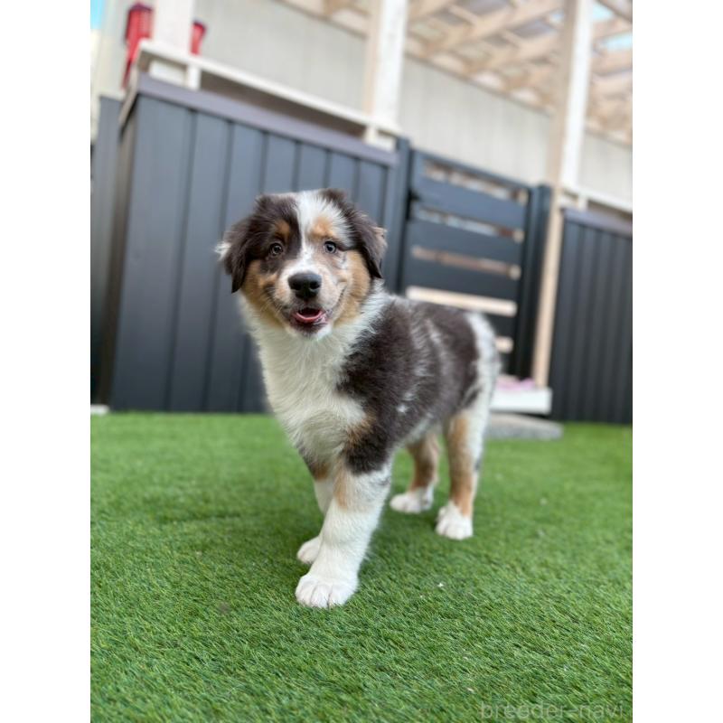 販売中の長野県のオーストラリアンシェパード-413857