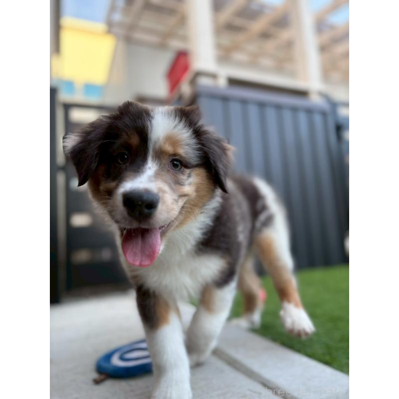 商談中の長野県のオーストラリアンシェパード-413857の11枚目