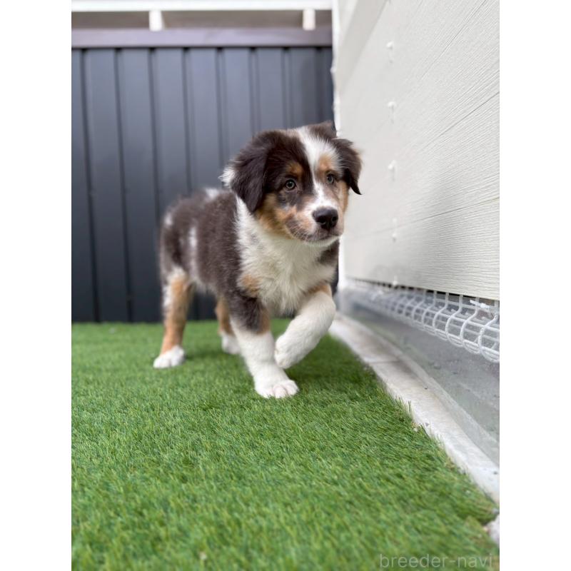 商談中の長野県のオーストラリアンシェパード-413857の10枚目