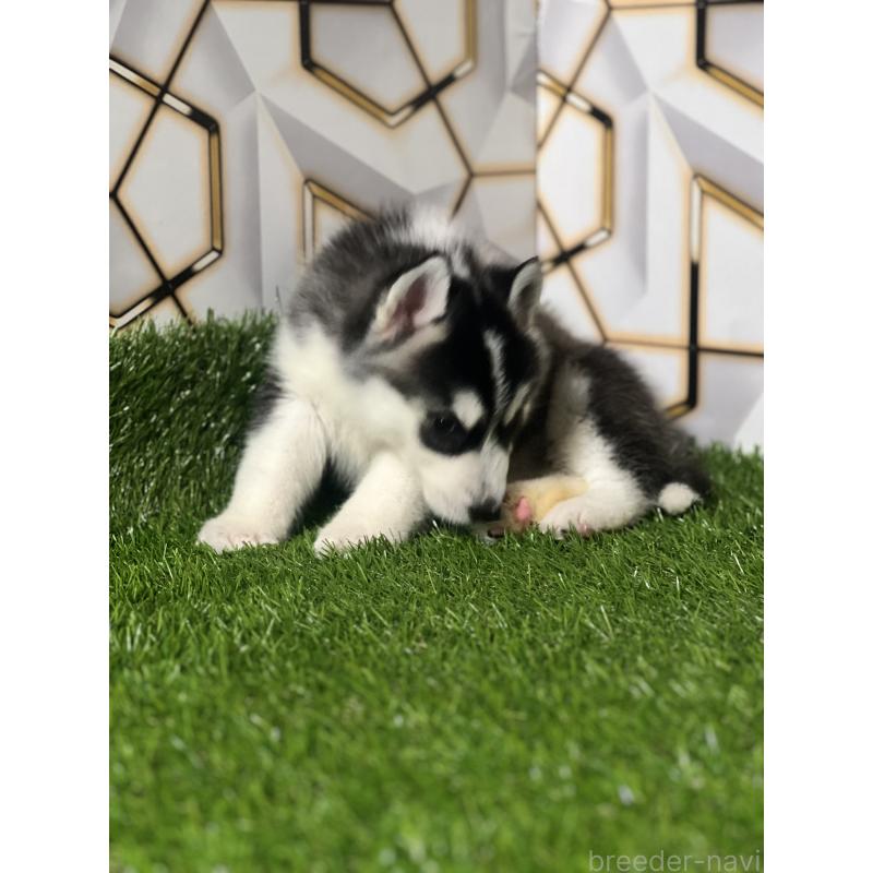 成約済の静岡県のシベリアンハスキー-426614の8枚目