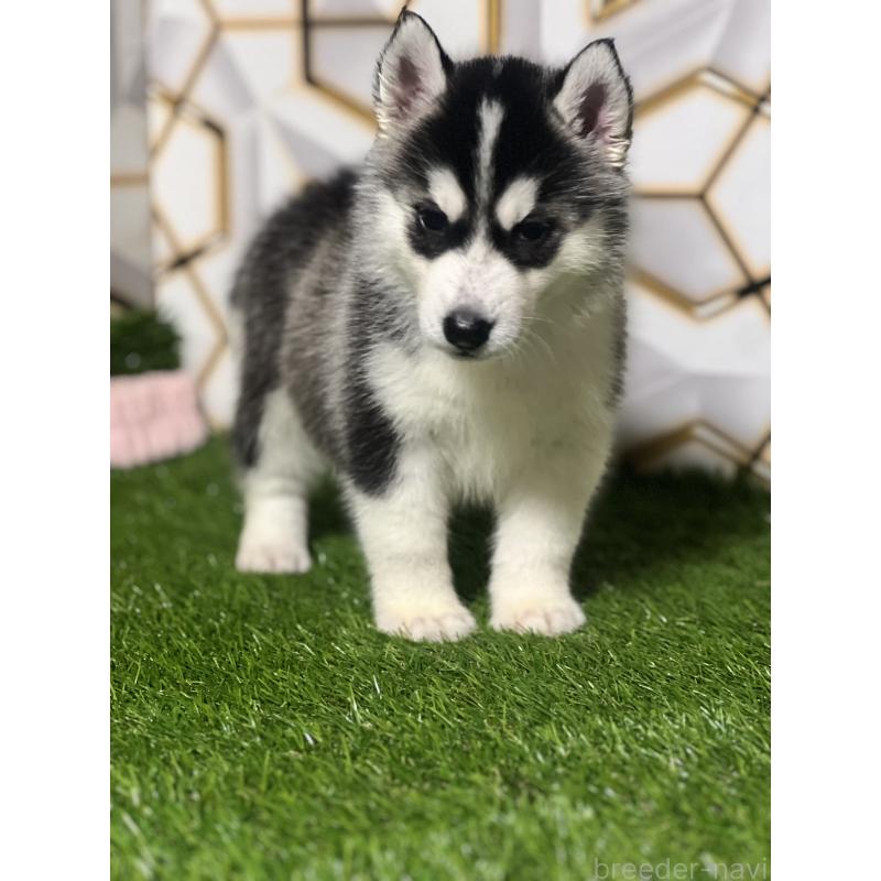 成約済の静岡県のシベリアンハスキー-426614の7枚目