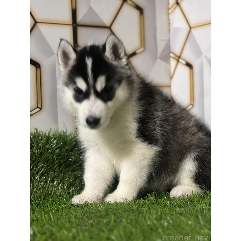 成約済の静岡県のシベリアンハスキー-426614の6枚目