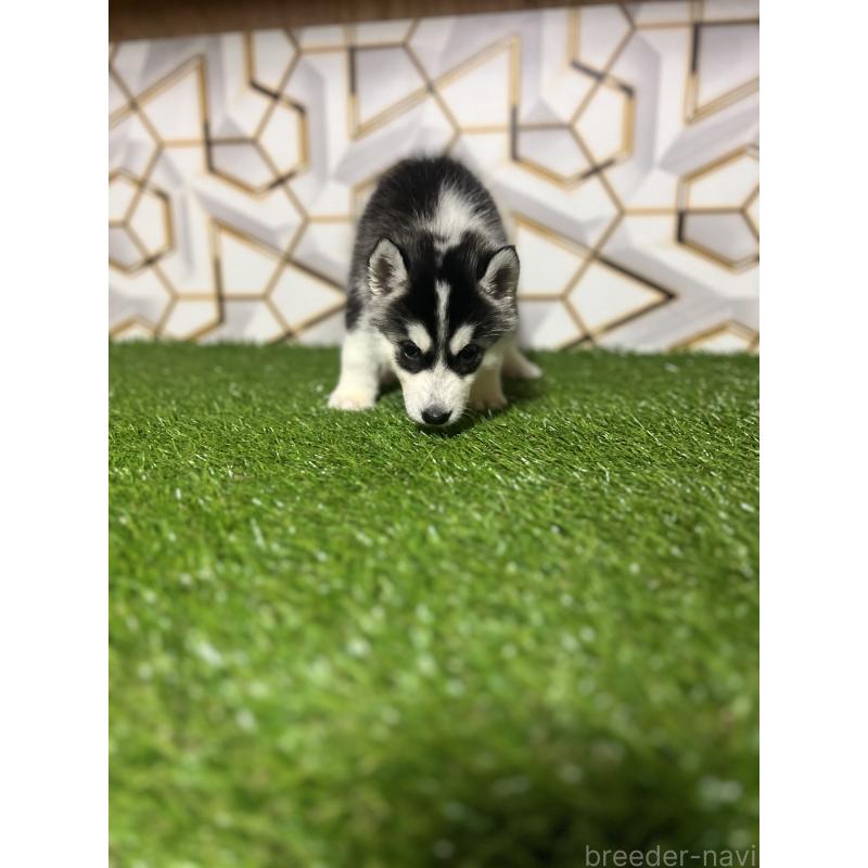 成約済の静岡県のシベリアンハスキー-426614の4枚目