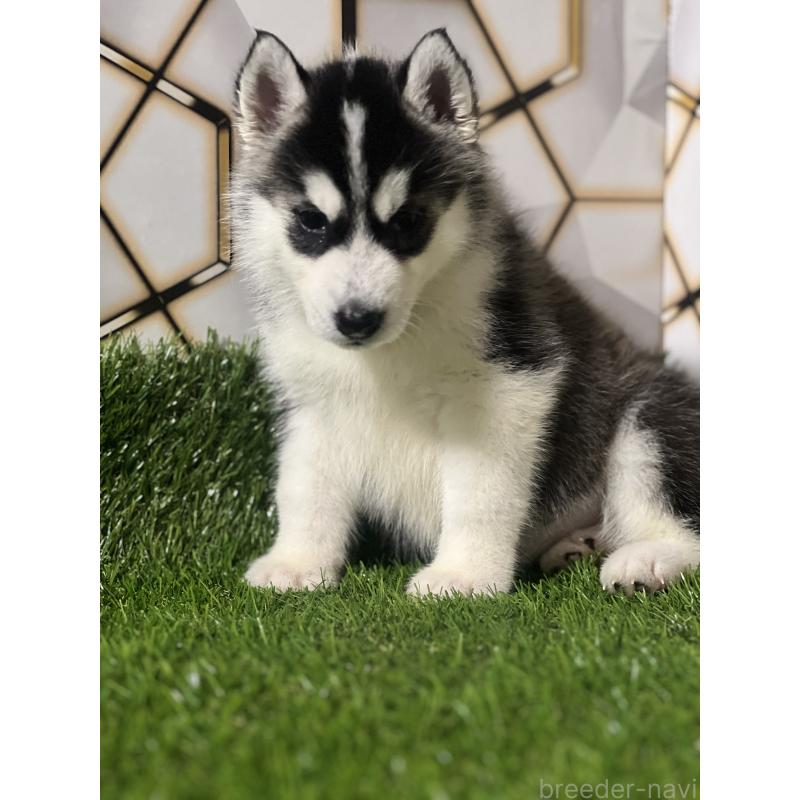 成約済の静岡県のシベリアンハスキー-426614の3枚目