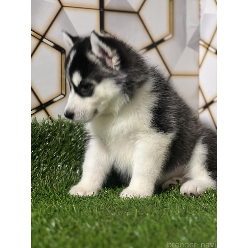 成約済の静岡県のシベリアンハスキー-426614の2枚目