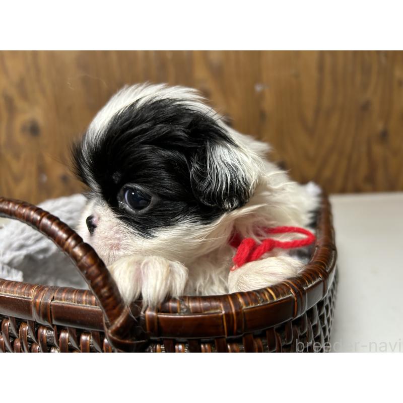 成約済の静岡県の狆 (チン)-424013の9枚目