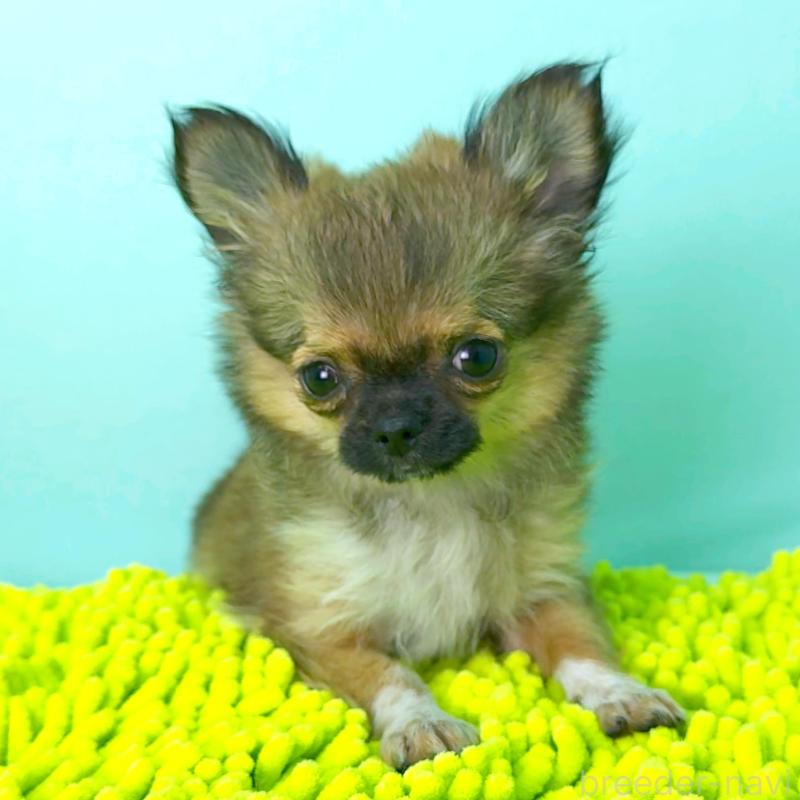 販売中の栃木県のチワワ(ロングコート)-417810の5枚目