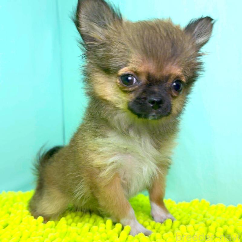 販売中の栃木県のチワワ(ロングコート)-417810の4枚目