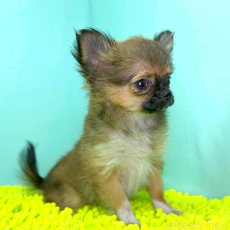 販売中の栃木県のチワワ(ロングコート)-417810の3枚目