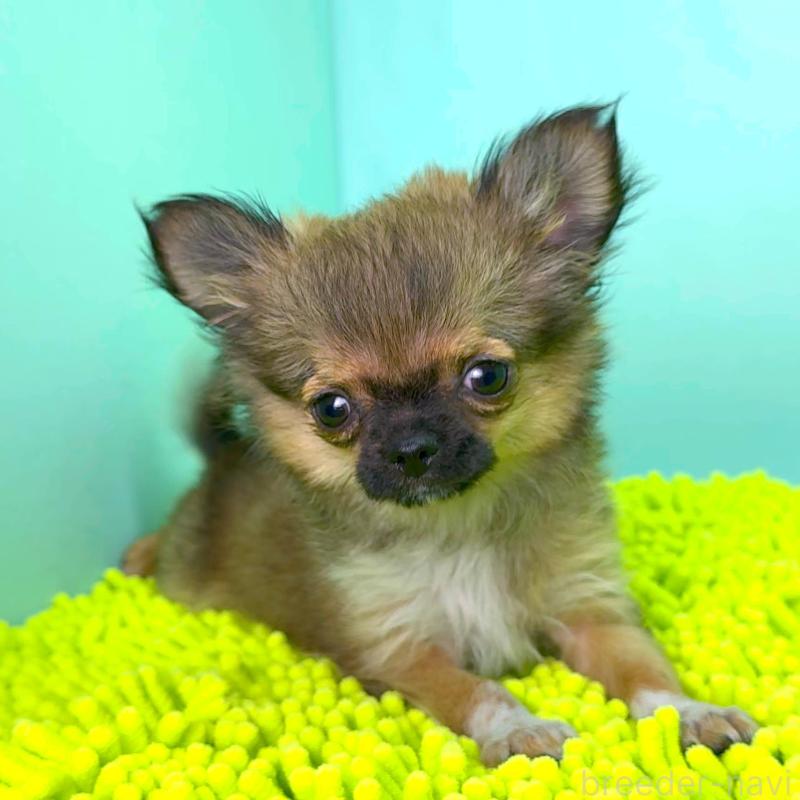 販売中の栃木県のチワワ(ロングコート)-417810の2枚目