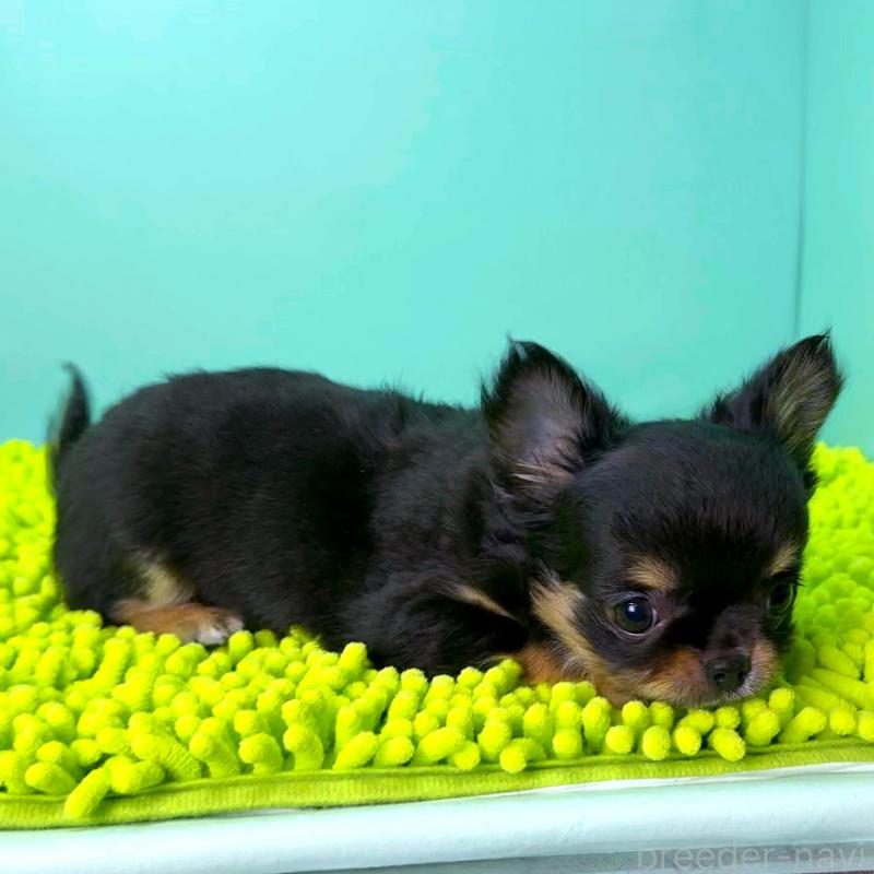 商談中の栃木県のチワワ(ロングコート)-418905の6枚目