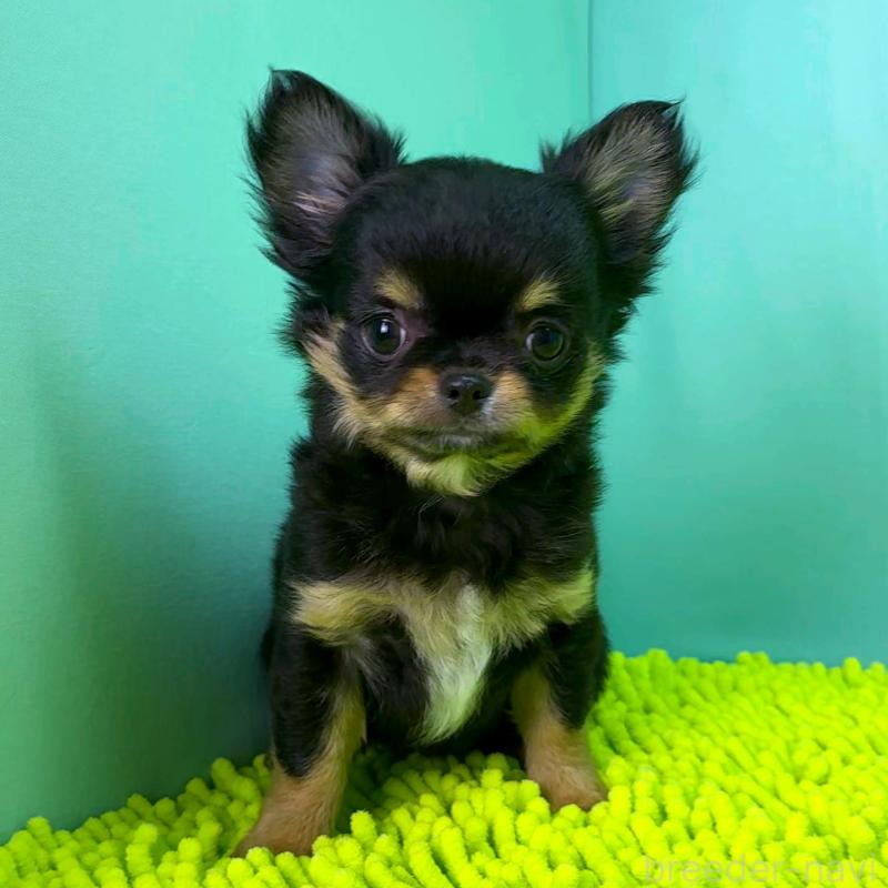 商談中の栃木県のチワワ(ロングコート)-418905の5枚目