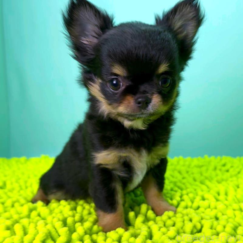 販売中の栃木県のチワワ(ロングコート)-418905