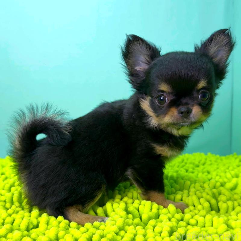 商談中の栃木県のチワワ(ロングコート)-418905の4枚目