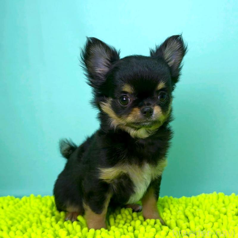 商談中の栃木県のチワワ(ロングコート)-418905の3枚目