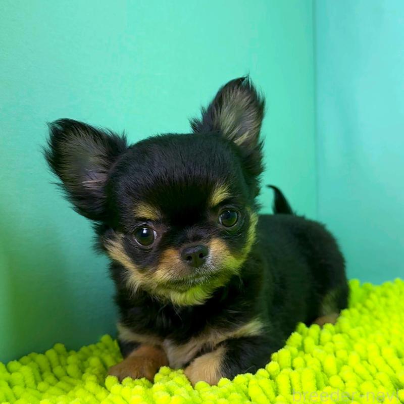 商談中の栃木県のチワワ(ロングコート)-418905の2枚目