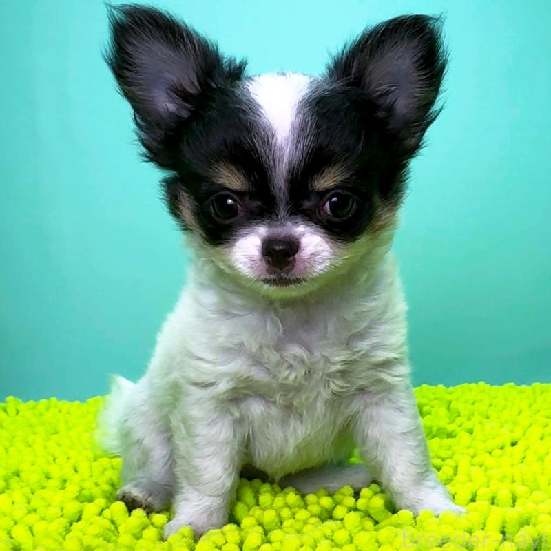 成約済の栃木県のチワワ(ロングコート)-418909の2枚目