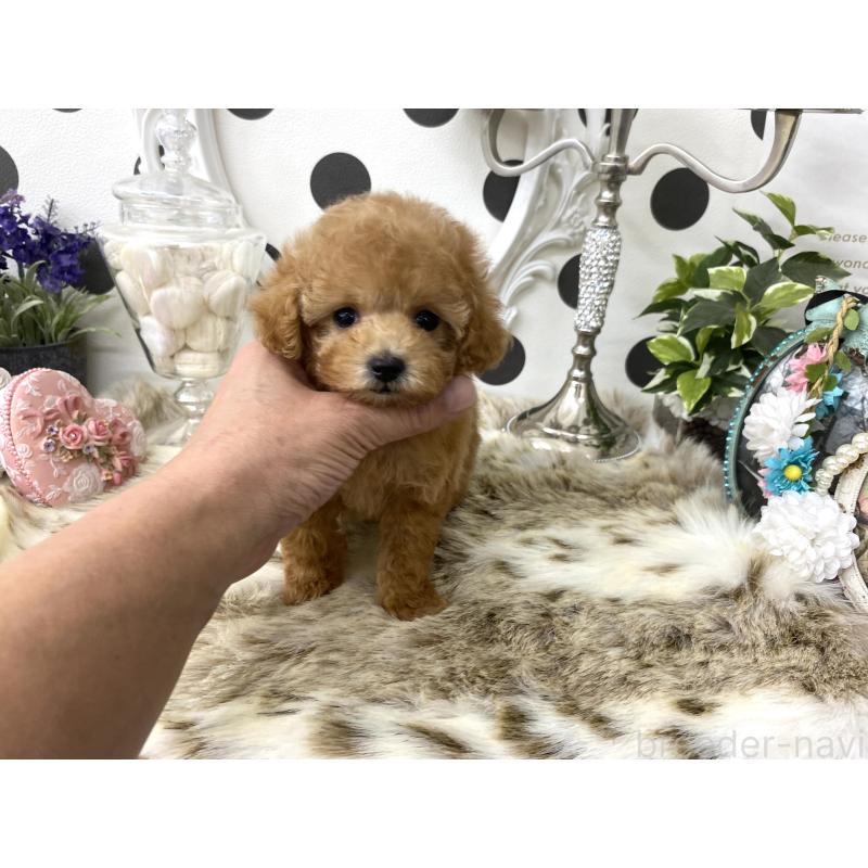 販売中の京都府のティーカッププードル-426905の5枚目