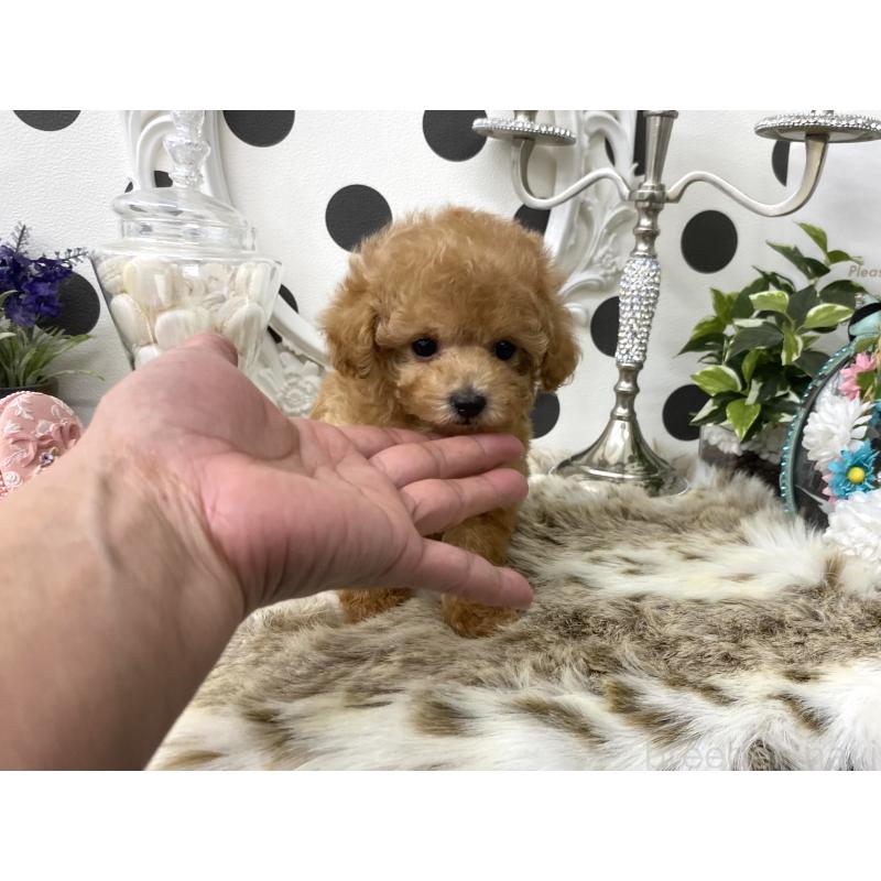 販売中の京都府のティーカッププードル-426905の4枚目