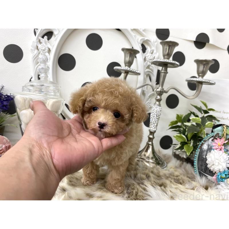 販売中の京都府のティーカッププードル-426906の5枚目