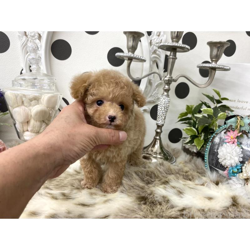 販売中の京都府のティーカッププードル-426906の4枚目