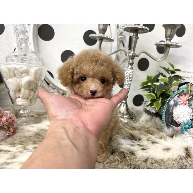販売中の京都府のティーカッププードル-426906の3枚目