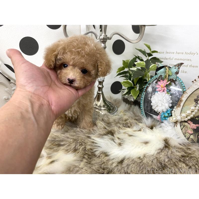 販売中の京都府のティーカッププードル-426906の2枚目