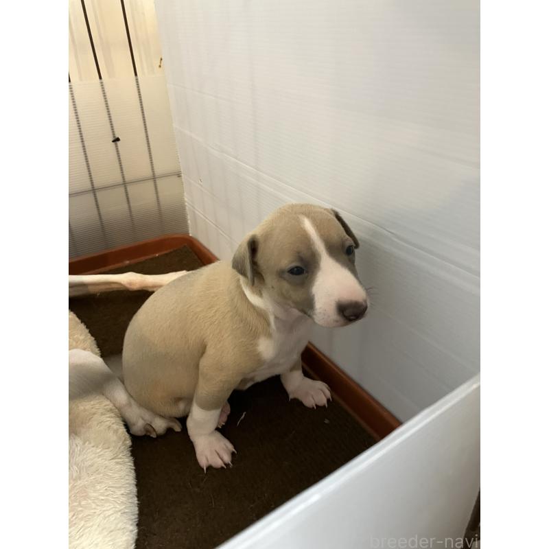 成約済の滋賀県のイタリアングレーハウンド(イタグレ)-425136の5枚目