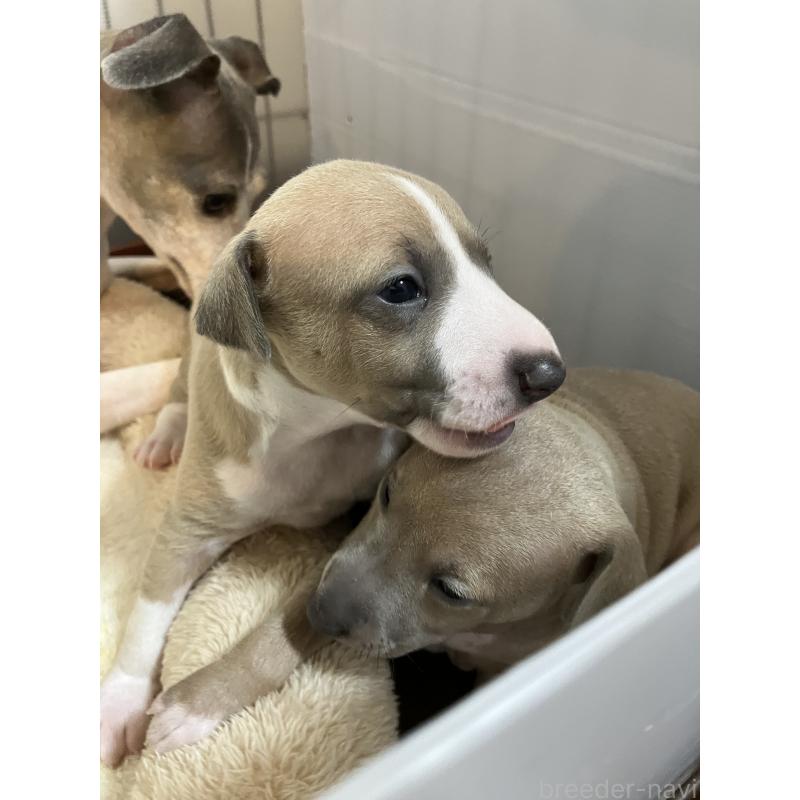 成約済の滋賀県のイタリアングレーハウンド(イタグレ)-425136の4枚目