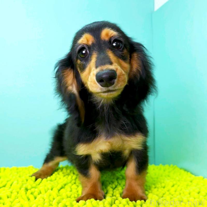 販売中の栃木県のミニチュアダックスフンド(ロングヘアード)-409518の5枚目