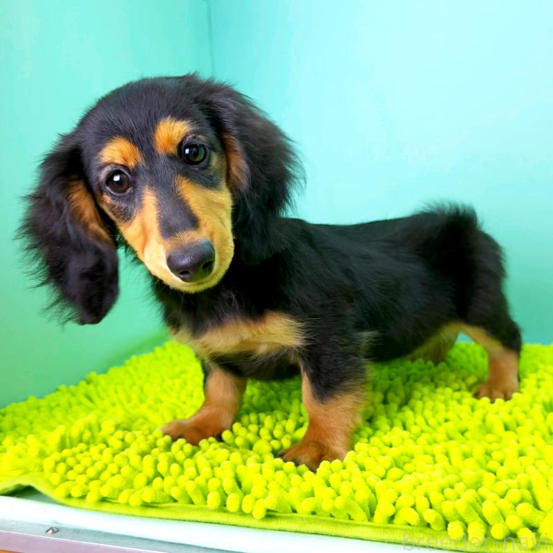 販売中の栃木県のミニチュアダックスフンド(ロングヘアード)-409518の4枚目