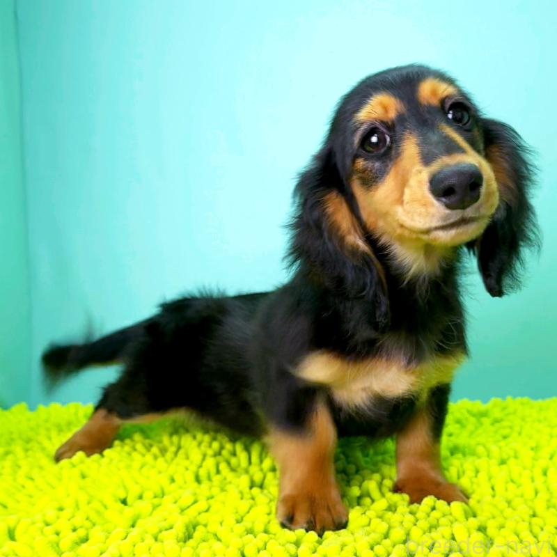 販売中の栃木県のミニチュアダックスフンド(ロングヘアード)-409518の3枚目